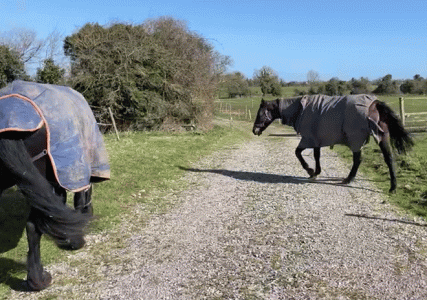 track_horses2