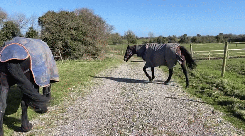 track_horses